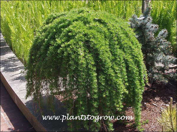 This Pendula is grafted on a standard.